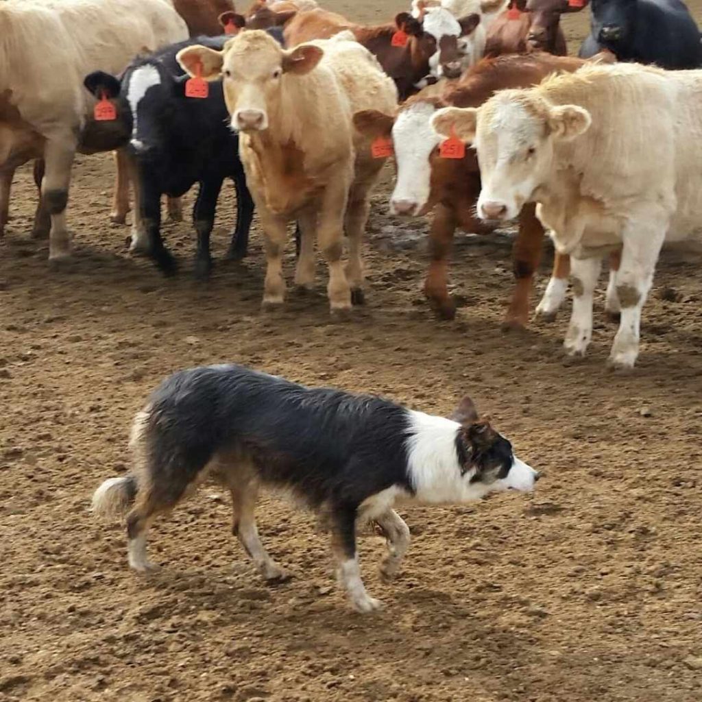 cattle dog with cows